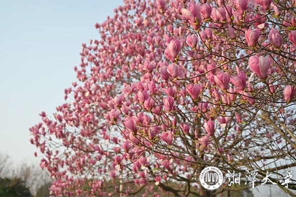 犹如染了朝霞般轻盈